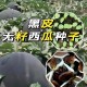 黑皮西瓜一只3.4万,黑皮西瓜一只3.4万斤