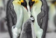 印阅兵式现动物方队,动物在雪地上都能印出什么图案？