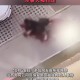多名村民被恶犬咬伤,多名村民被恶犬咬伤视频