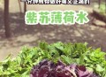解暑药你用对了吗,如何正确使用夏日解暑药？