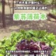 解暑药你用对了吗,如何正确使用夏日解暑药？