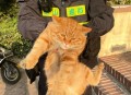物业称将捕杀流浪猫,物业有权捕杀流浪猫吗