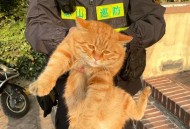 物业称将捕杀流浪猫,物业有权捕杀流浪猫吗