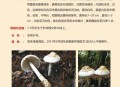 游客采食蘑菇中毒,游客采食蘑菇中毒怎么处理