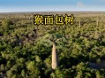 男子种猴面包树18年,种植猴面包树