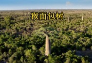 男子种猴面包树18年,种植猴面包树