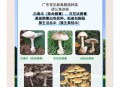 游客采食蘑菇中毒,景区出现游客食物中毒怎么处理？