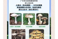 游客采食蘑菇中毒,景区出现游客食物中毒怎么处理？