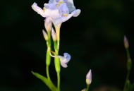 以色列西班牙冲突,请问扁竹根花是鸢尾花的一种吗？如图为扁竹根花图？