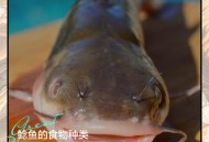 放生2.5万斤外来鲇鱼,鲶鱼钓回来放生姜养能去土腥味吗？