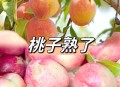 5万余斤桃子遭摘光,被人摘桃子是什么意思？
