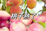 5万余斤桃子遭摘光,被人摘桃子是什么意思？
