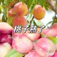 5万余斤桃子遭摘光,被人摘桃子是什么意思？