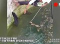 因好奇徒手抓蛇被咬,掐蛇的哪里才不会被咬？