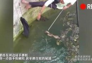 因好奇徒手抓蛇被咬,掐蛇的哪里才不会被咬？