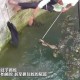 因好奇徒手抓蛇被咬,掐蛇的哪里才不会被咬？