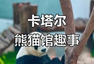 卡塔尔熊猫馆仍营业,卡塔尔熊猫馆仍营业吗现在