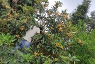 老人上树摘枇杷被困,不能自理的老人成了社会上最无助的弱势群体，谁来为他们做主？