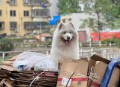 狗狗靠捡瓶存款过万,狗狗捡垃圾吃怎么办？
