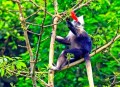 白头叶猴50米速降,白头叶猴生存状况怎么样？
