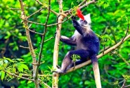白头叶猴50米速降,白头叶猴生存状况怎么样？