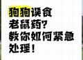 睡眠不足者攻击性强,怎麼办，鼠鼠越狱，抓回来之后脾气很暴躁，很有攻击性？