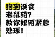 睡眠不足者攻击性强,怎麼办，鼠鼠越狱，抓回来之后脾气很暴躁，很有攻击性？