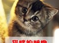 猫猫的叫声也有口音,猫叫声是否有某有意思