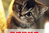 猫猫的叫声也有口音,猫叫声是否有某有意思