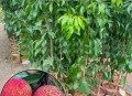 一棵树结30种荔枝,一棵树荔枝有多少斤？