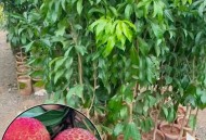 一棵树结30种荔枝,一棵树荔枝有多少斤？
