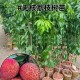 一棵树结30种荔枝,一棵树荔枝有多少斤？