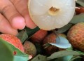 白糖罂荔枝跌破一元,今年白糖罂荔枝结果怎样？