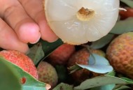 白糖罂荔枝跌破一元,今年白糖罂荔枝结果怎样？