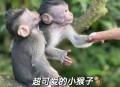 车钥匙逗猴被猴抢走,猴子车钥匙