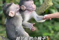 车钥匙逗猴被猴抢走,猴子车钥匙