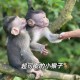 车钥匙逗猴被猴抢走,猴子车钥匙