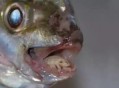 感染寄生虫仅15公斤,初二数学急】一种灭虫药粉30kg,含药率是15%,现在要用含药率较高的同种灭虫子药粉50kg和它混合？