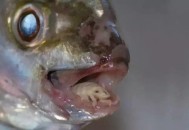 感染寄生虫仅15公斤,初二数学急】一种灭虫药粉30kg,含药率是15%,现在要用含药率较高的同种灭虫子药粉50kg和它混合？
