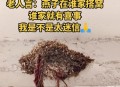 商店有42窝燕子筑巢,四只燕子建巢是什么意思？
