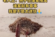 商店有42窝燕子筑巢,四只燕子建巢是什么意思？