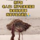 商店有42窝燕子筑巢,四只燕子建巢是什么意思？