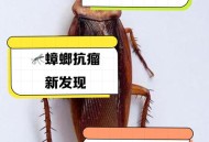 酒店早餐吃出蒸蟑螂,蒸烤箱容易藏蟑螂吗？