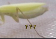 误杀邻居宠物螳螂,
