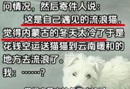 假期汽车托运火了,老公想养猫，说了很多次了，怎么劝阻？放假不好带回家，托运麻烦？