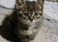 因好奇徒手抓蛇被咬,一个月的狸花猫抓到会怎么样？