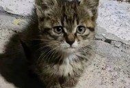 因好奇徒手抓蛇被咬,一个月的狸花猫抓到会怎么样？
