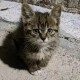因好奇徒手抓蛇被咬,一个月的狸花猫抓到会怎么样？