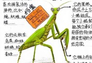 让螳螂吃颈后肉瘊子,螳螂为什么吃寻常疣？