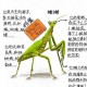 让螳螂吃颈后肉瘊子,螳螂为什么吃寻常疣？